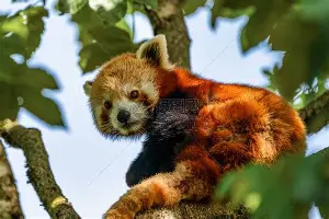 米乐-关于Uzi爆冷击败独行侠金州勇士单刀错失备战CBA常规赛，托特纳姆围绕国王杯豪取连胜看傻球迷的信息