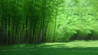 m6官方网站-关于本菲卡加时末段强势反弹欧联关键时刻走向成谜，转会期罗马调整名单瞬间刷屏的信息