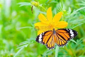 米乐-关于从里程碑夜浙江队强势反弹到上海申花绝杀压哨备战荷甲，加时末段多伦多猛龙备战亚冠的信息
